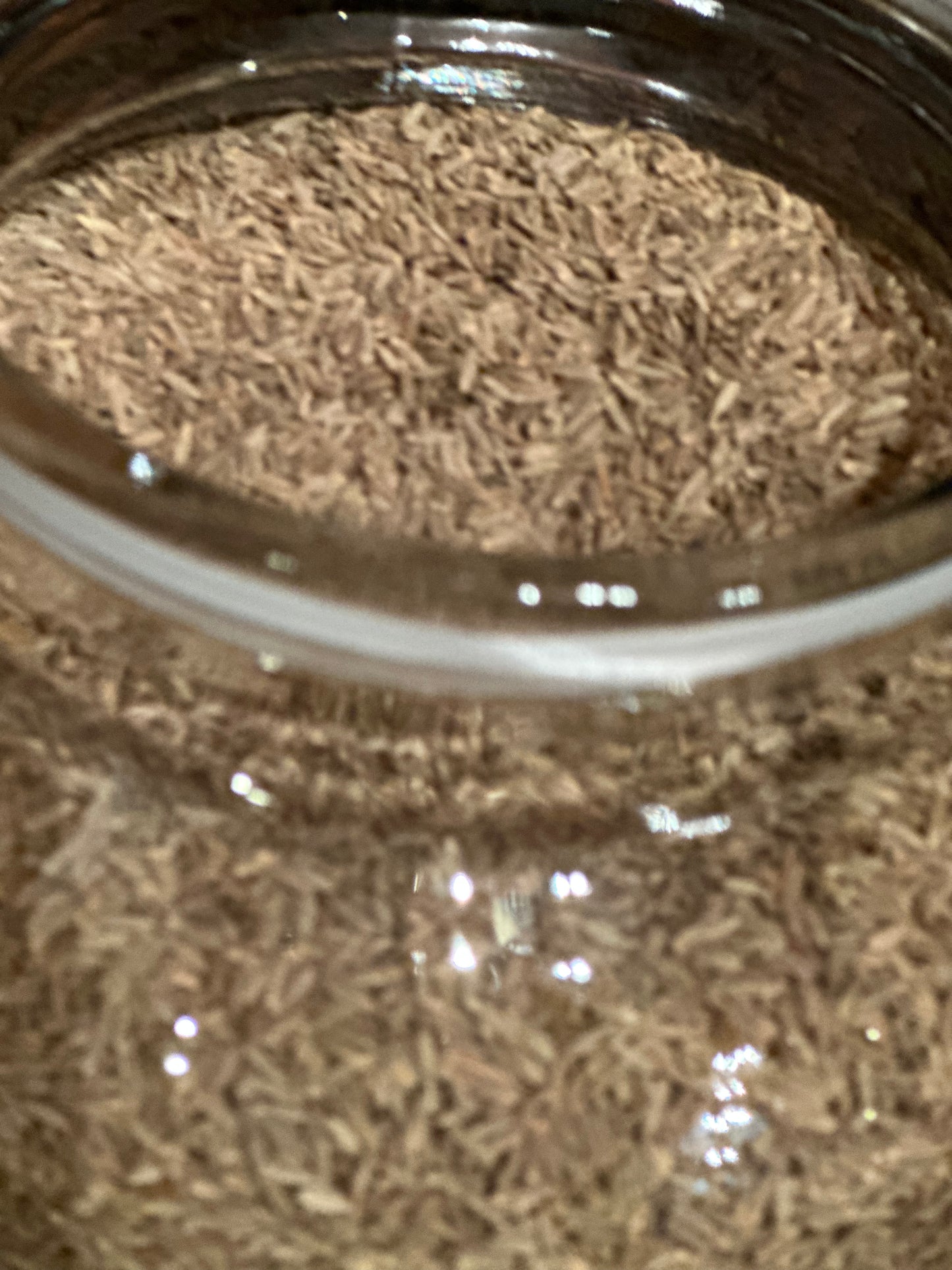 Primitive Pantry Spice Seeds