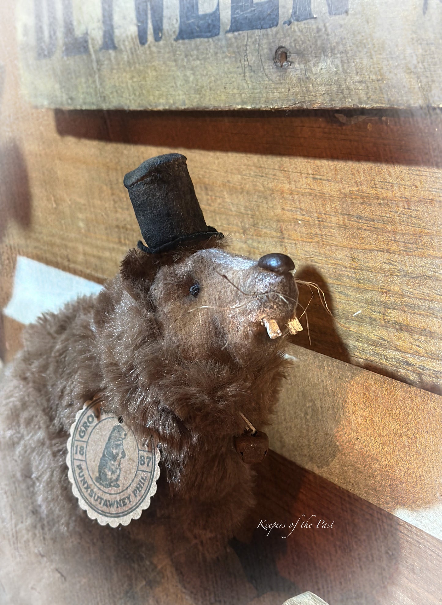 Punxsutawney Phil Groundhog
