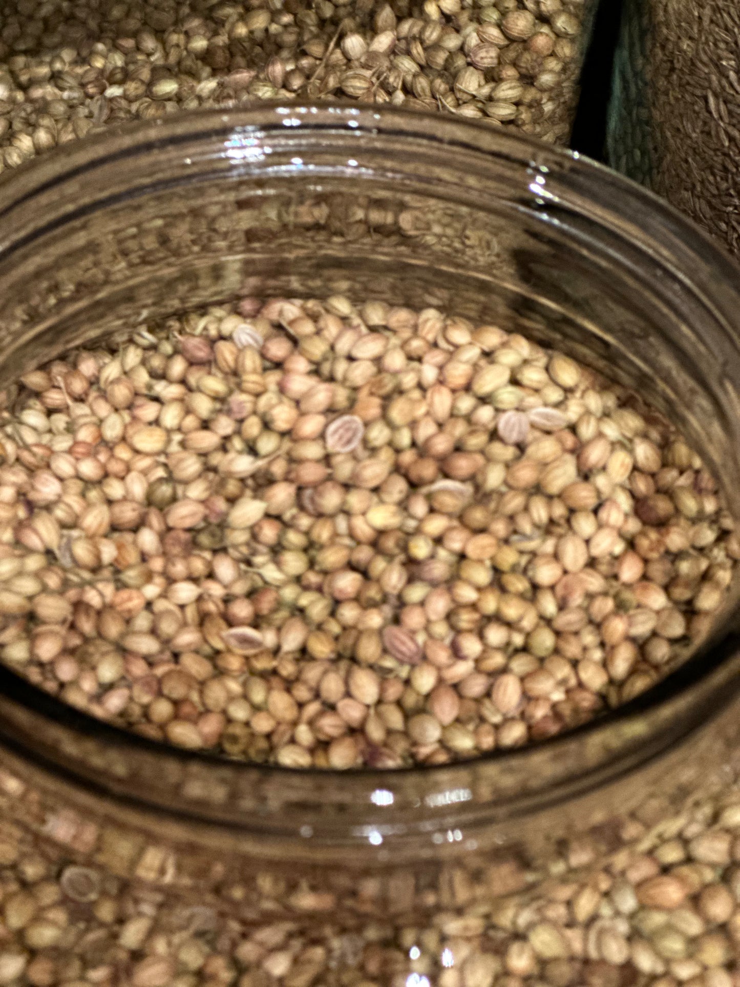 Primitive Pantry Spice Corriander