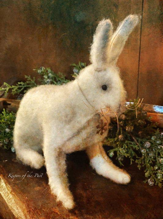 Snow Shoe Hare